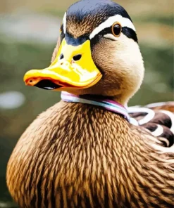 Close Up Wood Duck Diamond Painting