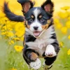 Cute Australian Shepherd Puppy Diamond Painting