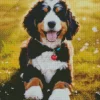 Cute Bernedoodle Diamond Painting