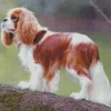 Cute Cavalier King Charles Spaniel Diamond Painting