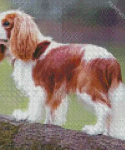 Cute Cavalier King Charles Spaniel Diamond Painting