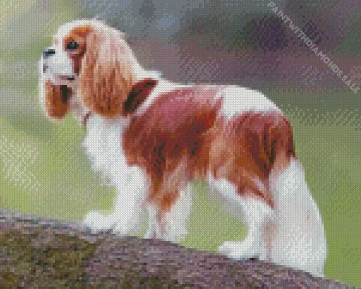 Cute Cavalier King Charles Spaniel Diamond Painting