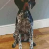 Cute German Shorthaired Pointer Diamond Painting