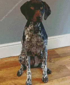 Cute German Shorthaired Pointer Diamond Painting