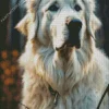 Cute Great Pyrenees Diamond Painting