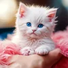 Cute Himalayan Kitten Diamond Painting