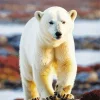 Cute Polar Bear Diamond Painting