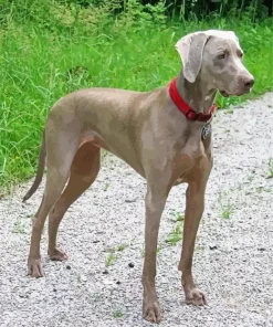 Cute Weimaraner Diamond Painting