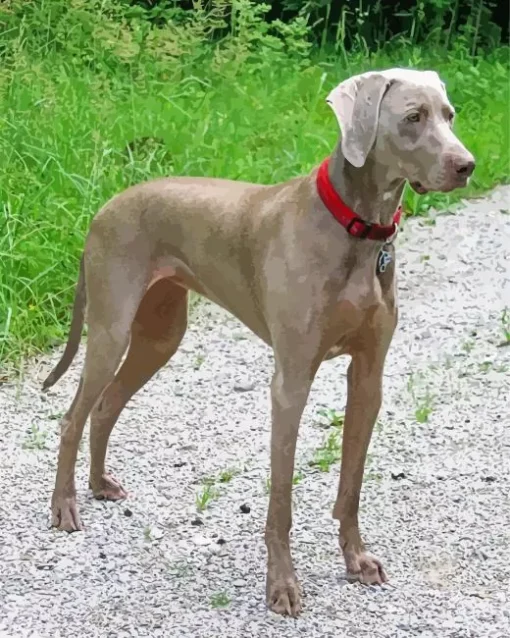 Cute Weimaraner Diamond Painting