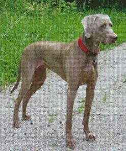 Cute Weimaraner Diamond Painting