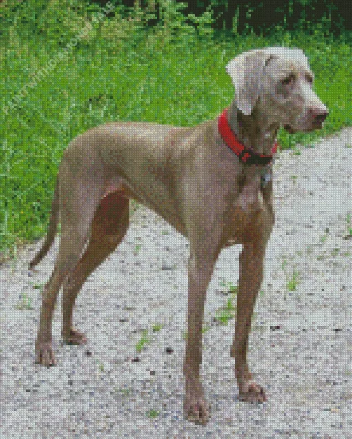 Cute Weimaraner Diamond Painting