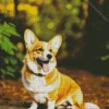 Cute Welsh Corgi Diamond Painting