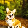 Cute Welsh Corgi Diamond Painting