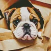 Cute Bulldog Diamond Painting