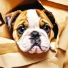 Cute Bulldog Diamond Painting