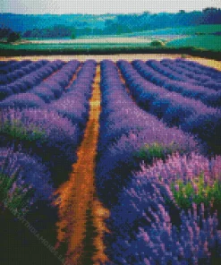 Field Of Lavender Diamond Painting