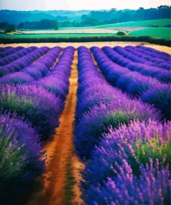 Field Of Lavender Diamond Painting