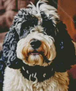 Fluffy Bernedoodle Diamond Painting