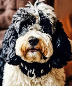 Fluffy Bernedoodle Diamond Painting