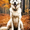 Fluffy Great Pyrenees Diamond Painting