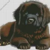 Fluffy Newfoundland Diamond Painting