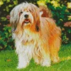 Fluffy Tibetan Terrier Diamond Painting