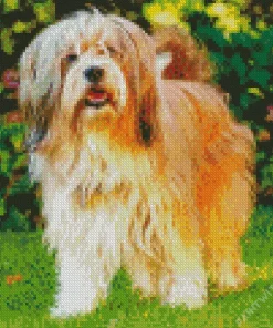 Fluffy Tibetan Terrier Diamond Painting