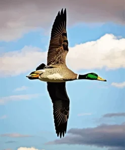 Flying Wood Duck Diamond Painting