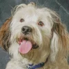 Funny Tibetan Terrier Diamond Painting