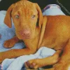 Green Eyed Vizsla Diamond Painting