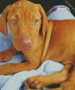 Green Eyed Vizsla Diamond Painting