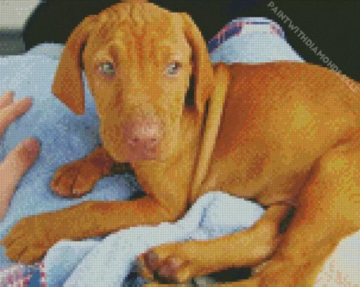 Green Eyed Vizsla Diamond Painting