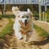 Happy Great Pyrenees Diamond Painting