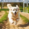 Happy Great Pyrenees Diamond Painting