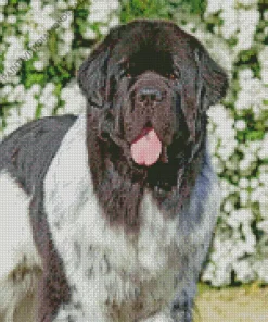 Happy Newfoundland Diamond Painting