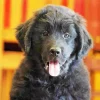 Happy Newfoundland Puppy Diamond Painting