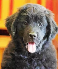 Happy Newfoundland Puppy Diamond Painting