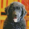 Happy Newfoundland Puppy Diamond Painting