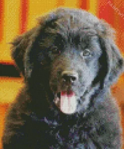 Happy Newfoundland Puppy Diamond Painting