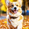 Happy Welsh Corgis Diamond Painting