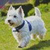 Happy West Highland Terrier Diamond Painting