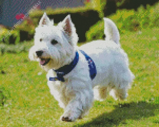 Happy West Highland Terrier Diamond Painting