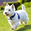 Happy West Highland Terrier Diamond Painting