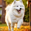 Happy Japanese Spitz Diamond Painting