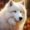 Japanese Spitz Dog Diamond Painting