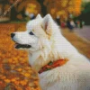 Japanese Spitz In Autumn Leaves Diamond Painting