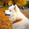 Japanese Spitz In Autumn Leaves Diamond Painting