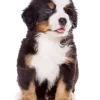 Little Bernese Mountain Puppy Diamond Painting