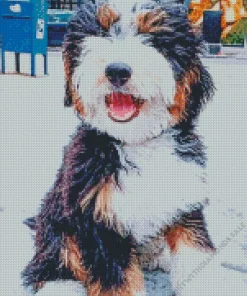 Mini Bernedoodle Diamond Painting