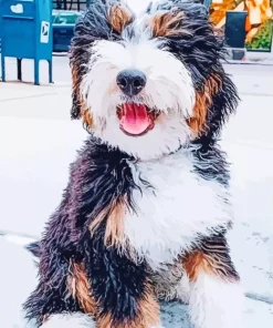 Mini Bernedoodle Diamond Painting